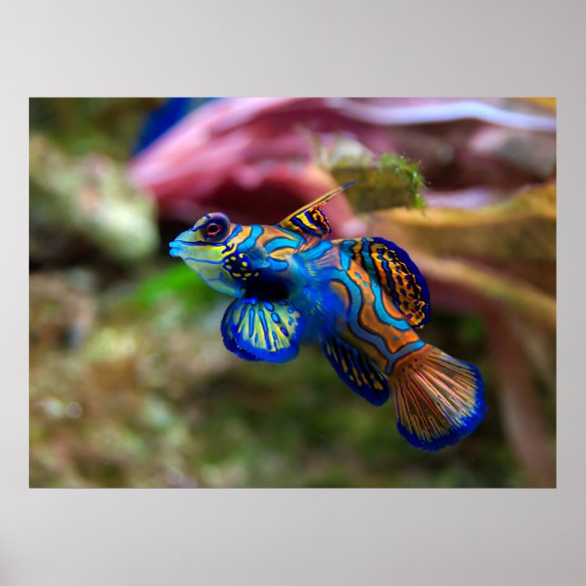 Affiches Mandarinfish (Devant)