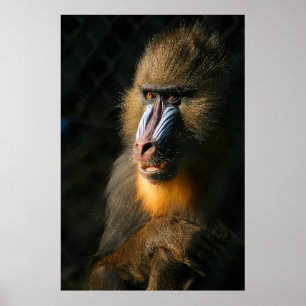 Affiches Mandrill Monkey