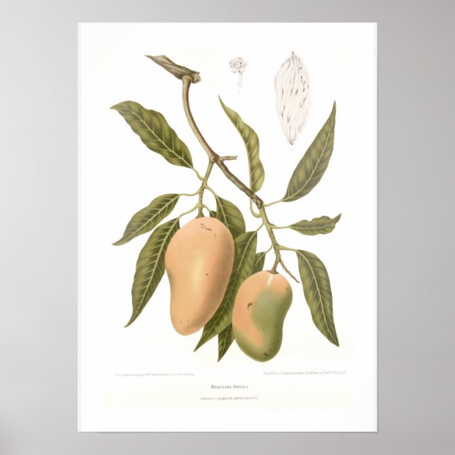 Affiches Mango (Devant)