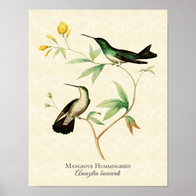 Affiches Mangrove Hummingbird Art Imprimer (Devant)