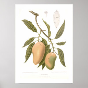Affiches Mangue