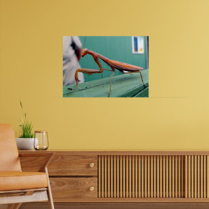 Affiches Mante religieuse & fourmi