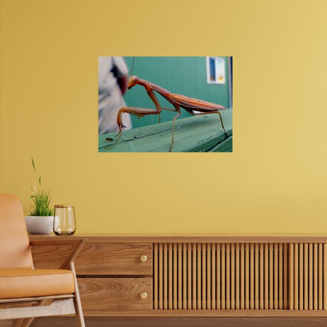 Affiches Mante religieuse & fourmi (Salon 2)
