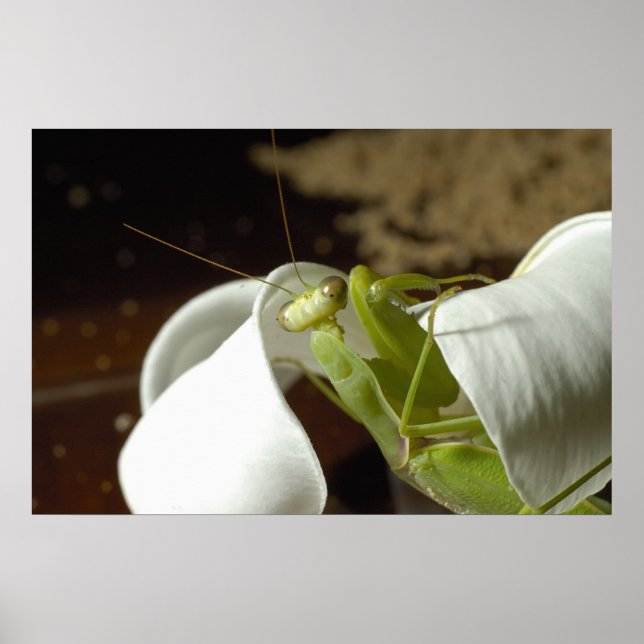 Affiches Mantid (Devant)