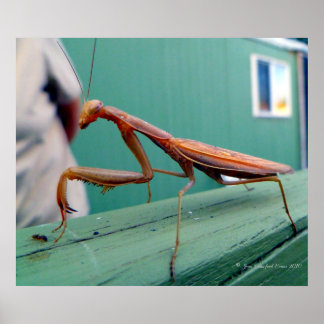 Affiches Mantis et fourmi