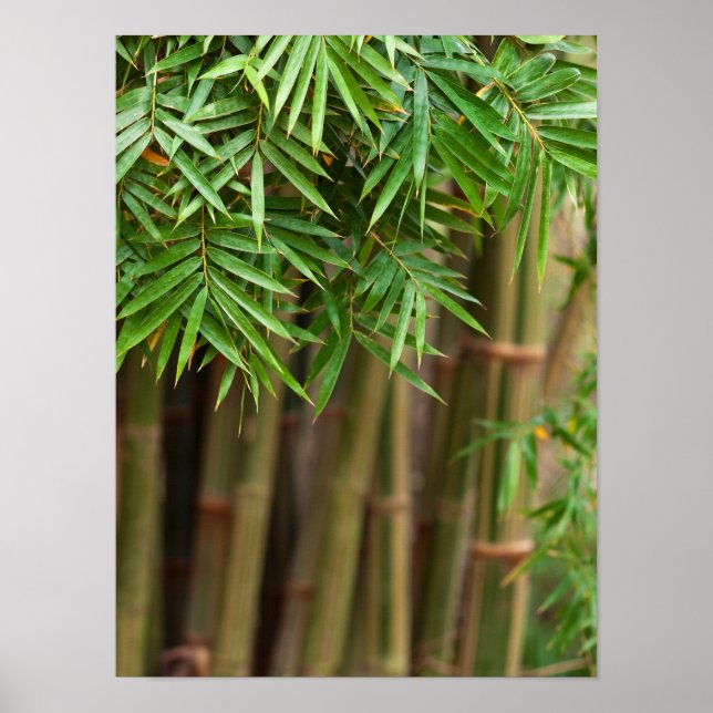 Affiches Maquette de Bamboo Zen (Devant)
