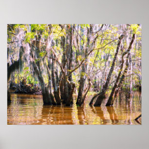 Affiches Marais de la Louisiane