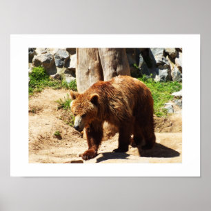 Affiches Marche Brown de l'ours