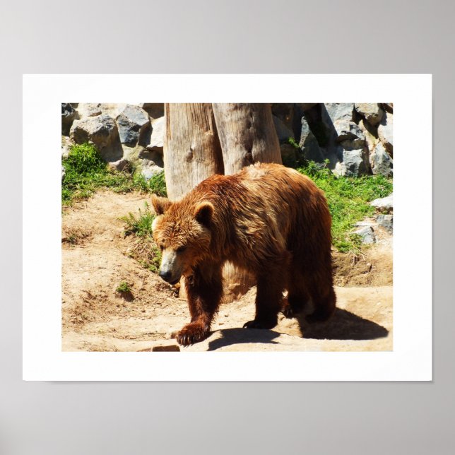 Affiches Marche Brown de l'ours (Devant)