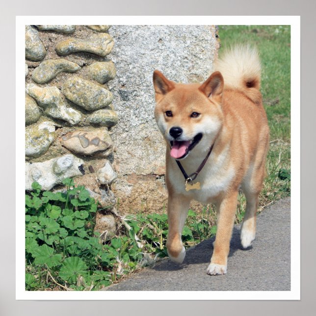 Affiches Marche de Shiba Inu (Devant)