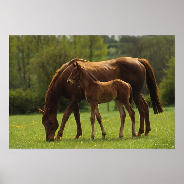 Affiches Mare et Foie Thoroughbred 2 (Devant)