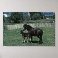 Mare noire et poulain