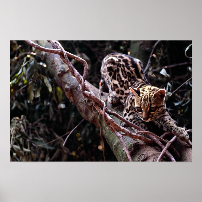 Affiches Margay (Felis wiedi) dans l'arbre (Devant)
