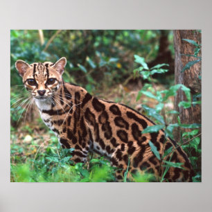 Affiches Margay, Leopardus wiedi, Originaire du Mexique jus