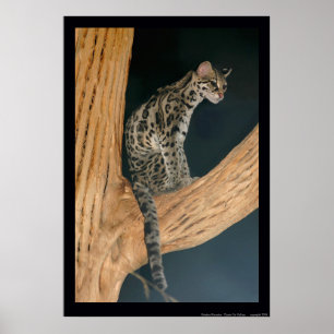 Affiches Margay (weidii de Leopardus)
