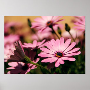 Affiches Marguerite africaine violette