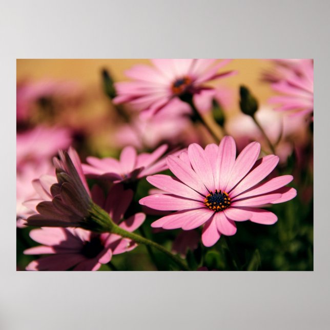 Affiches Marguerite africaine violette (Devant)