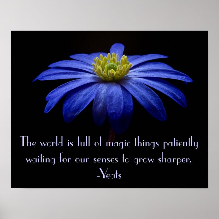 Affiches Marguerite Bleue Avec La Citation De Yeats Zazzle Fr