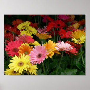 Affiches Marguerite de Gerbera