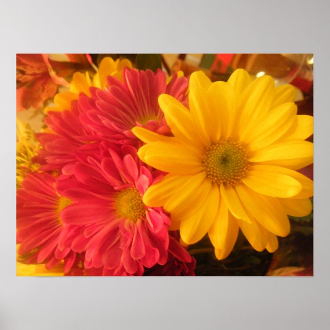 Affiches Marguerite rose et jaune (Devant)