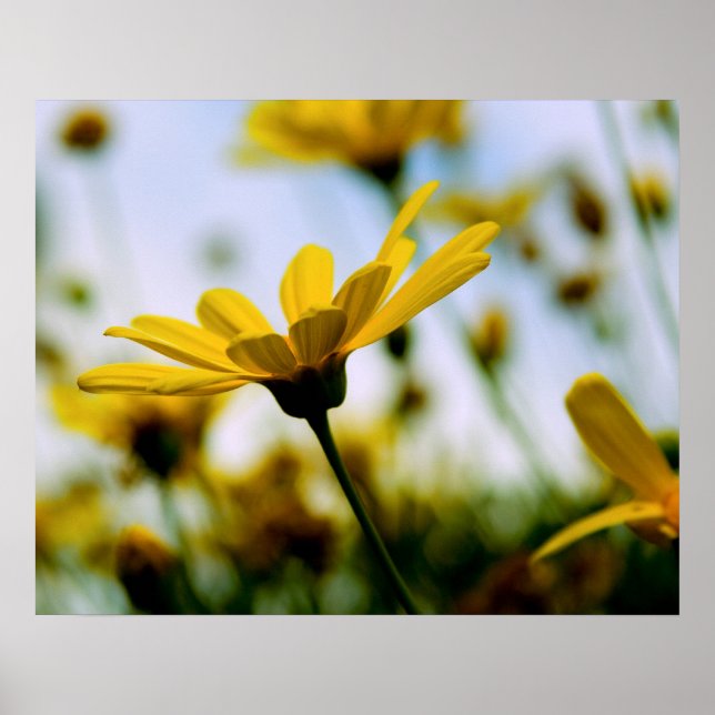 Affiches Marguerites (Devant)