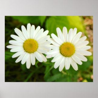 Affiches Marguerites