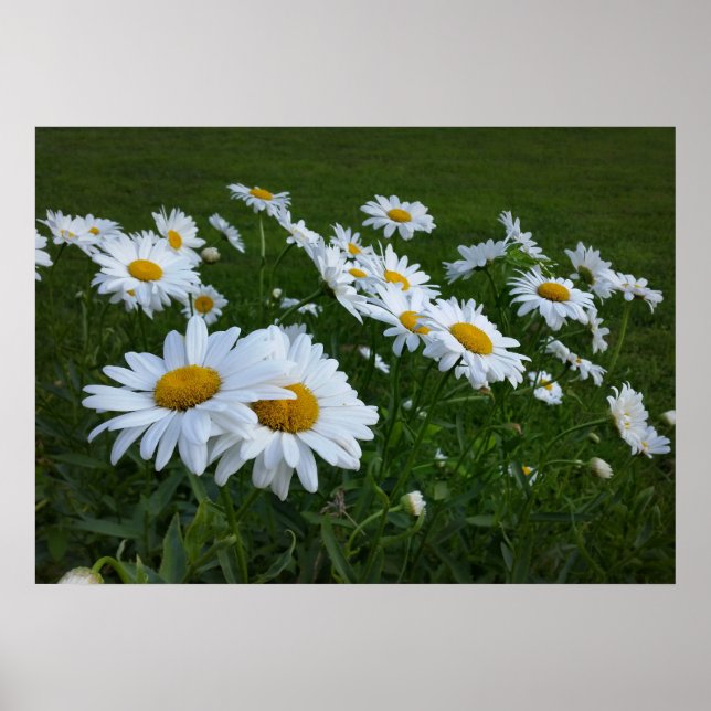 Affiches marguerites blanches (Devant)