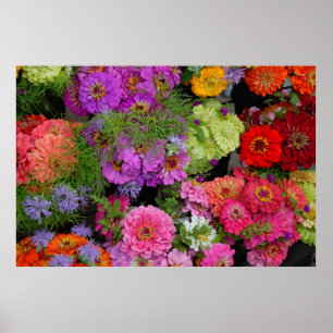 Affiches marguerites colorées