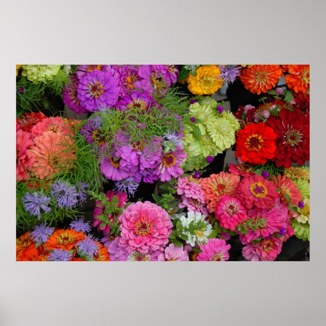 Affiches marguerites colorées (Devant)