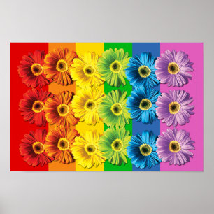Affiches Marguerites d'arc-en-ciel