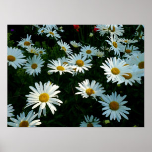 Affiches Marguerites de Shasta II