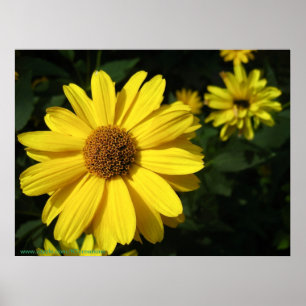 Affiches Marguerites jaunes