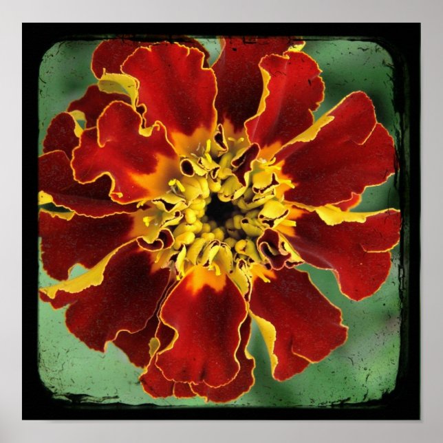 Affiches Marigold 2 (Devant)