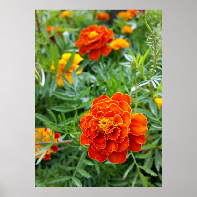 Affiches marigold aux couleurs vives (Devant)