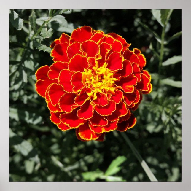 Affiches marigold orange foncé (Devant)