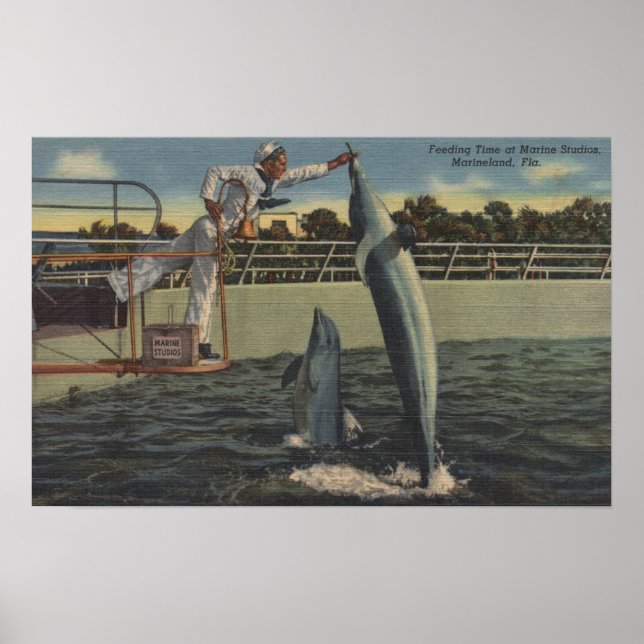 Affiches Marineland, Floride - Vue des marsouins d'alimenta (Devant)