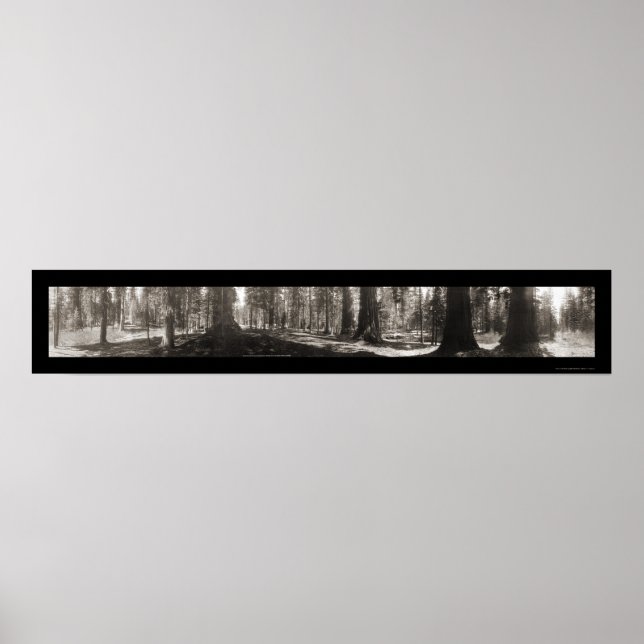 Affiches Mariposa Big Tree CA Photo 1906 (Devant)