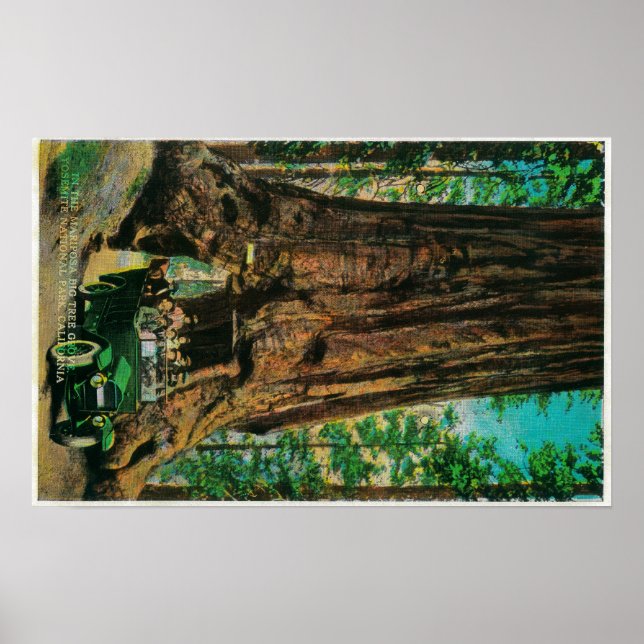 Affiches Mariposa Big Tree Grove, Yosemite (Devant)