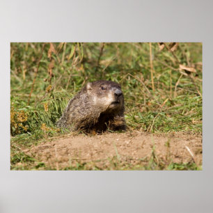 Affiches Marmotte