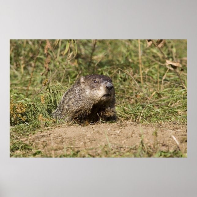 Affiches Marmotte (Devant)