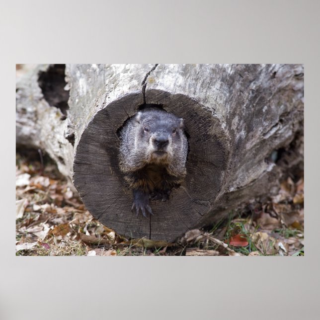 Affiches Marmotte (Devant)