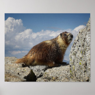 Affiches Marmotte à ventre jaune