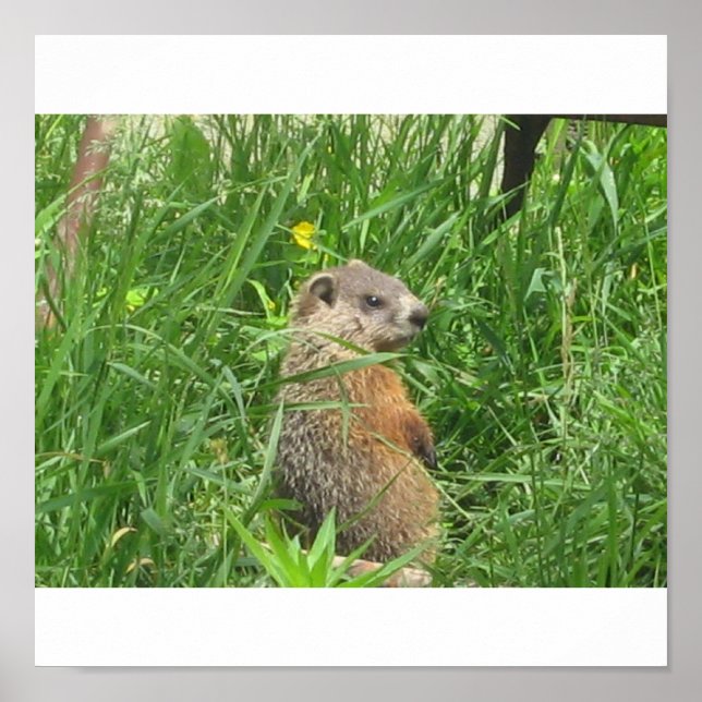 Affiches Marmotte signalée (Devant)