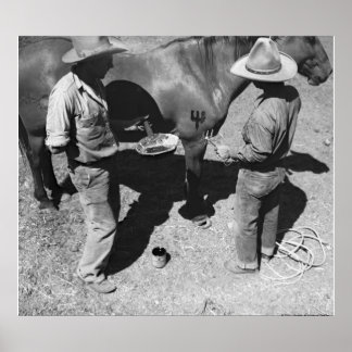 Affiches Marquage des chevaux avec la marque de fourche