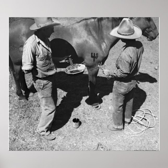 Affiches Marquage des chevaux avec la marque de fourche (Devant)