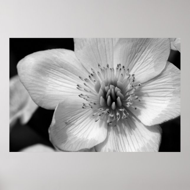 Affiches Marsh Marigold (Devant)
