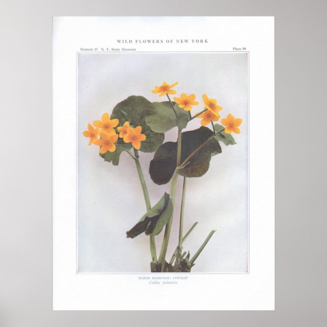 Affiches Marsh Marigold; Cowslip - Caltha palustris (Devant)