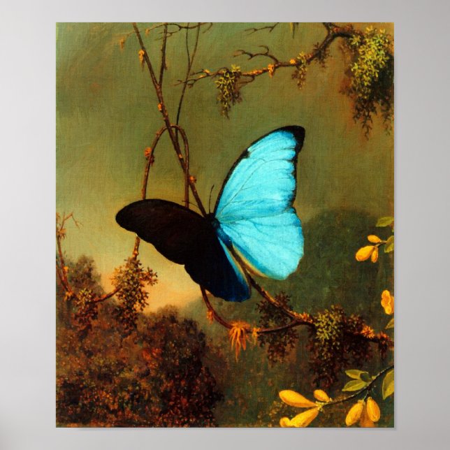Affiches Martin Johnson Heade Blue Morpho Butterfly (Devant)