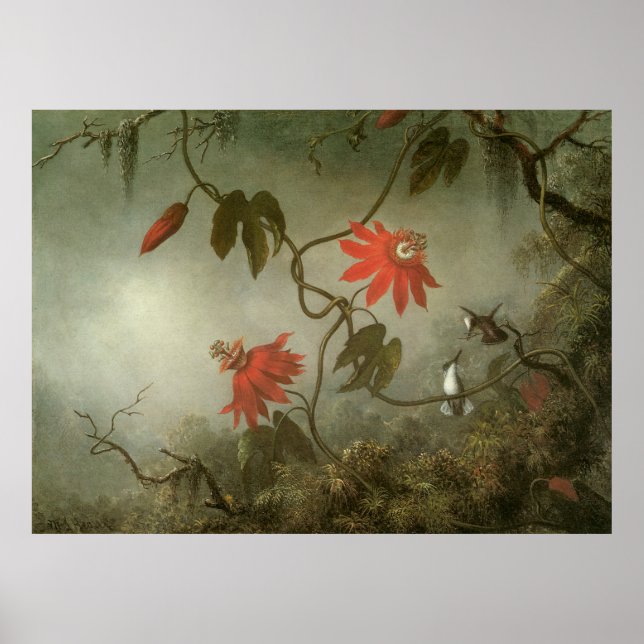 Affiches Martin Johnson Heade Fleurs de passion (Devant)