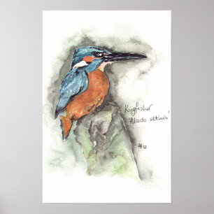 Affiches Martin-pêcheur dans la couleur pour aquarelle